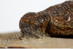Toad - Bufo bufo